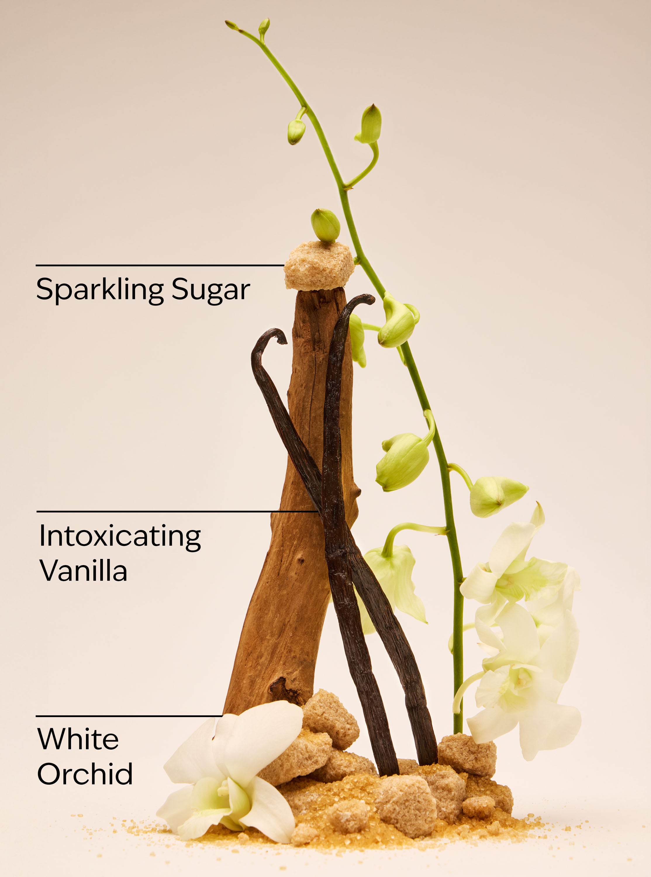 Body Lotion Warm Vanilla Sugar 8 fl oz / 236 mL - Image 3