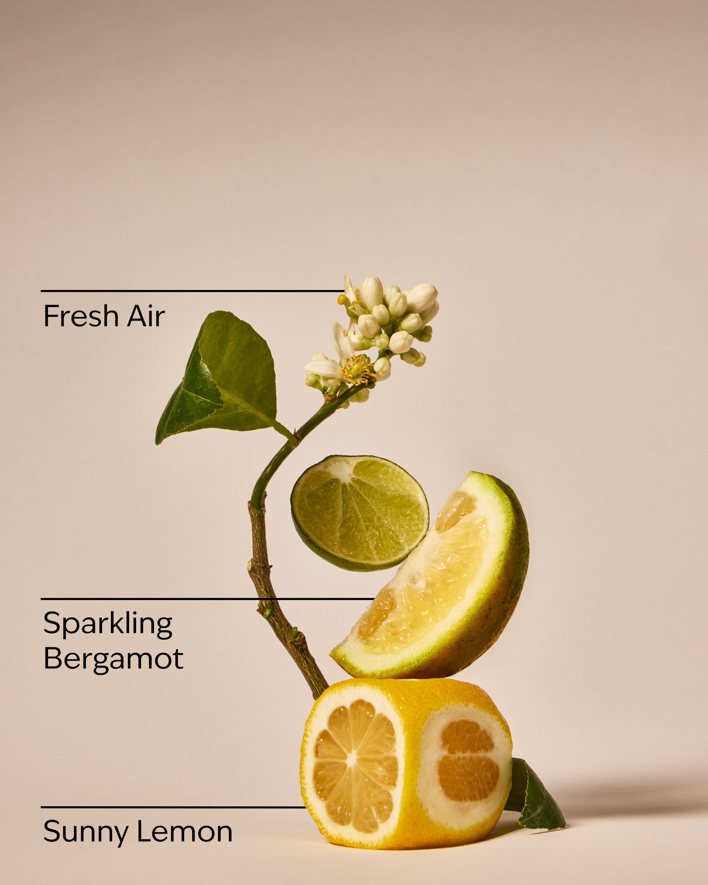 Wallflowers Fragrance Refill Clean House Vibes - Dazzling Citrus 0.8 fl oz / 24 mL - Image 3