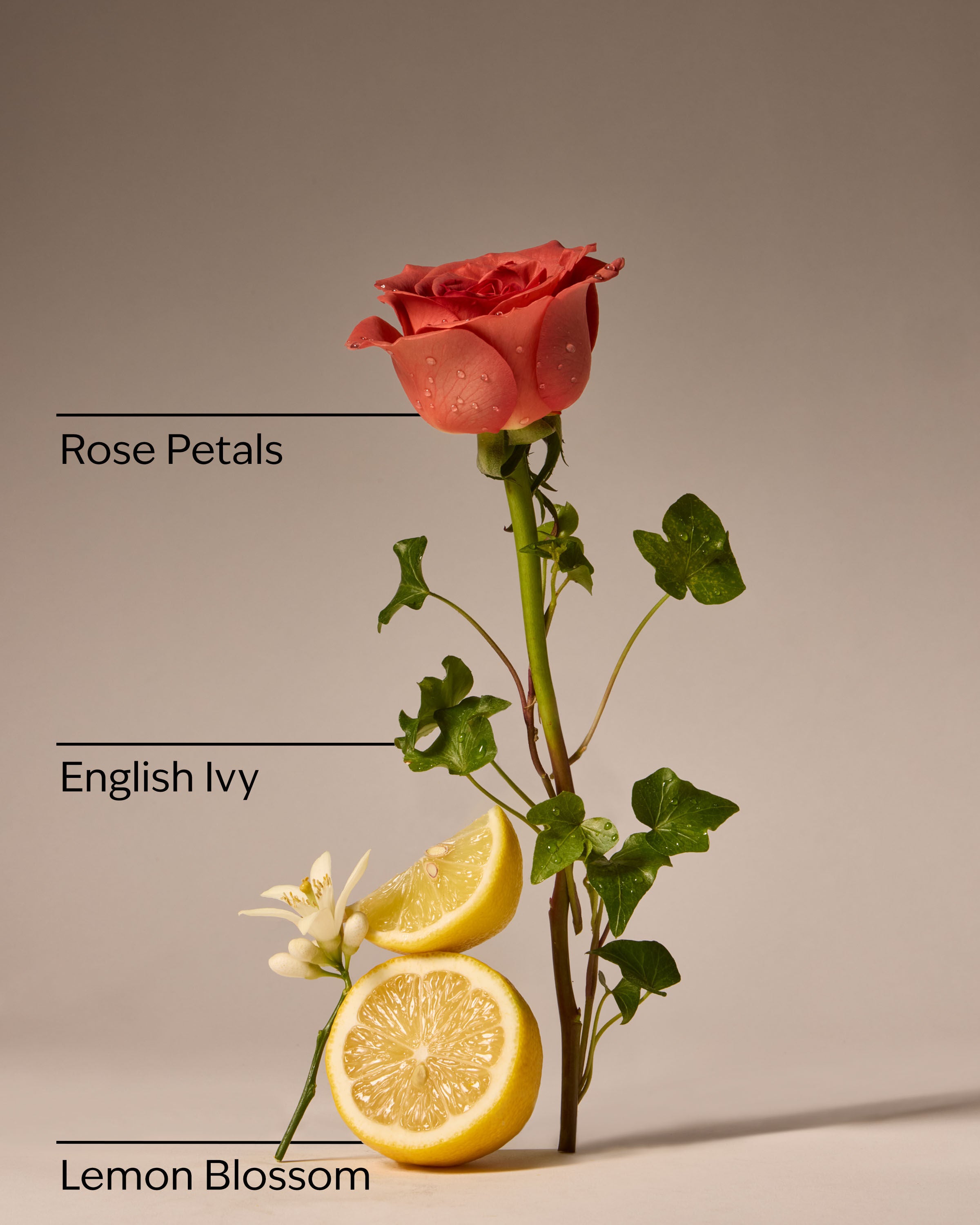 Concentrated Room Spray Rose Water & Ivy 1.5 oz / 42.5 g - Image 3